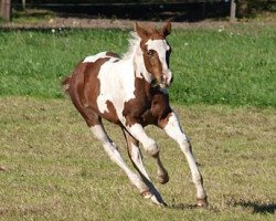 Deckhengst Hayat Smartie (Paint Horse, 2013, von Mystery Duke)