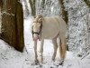 dressage horse Batuto II (Lusitano, 2008)