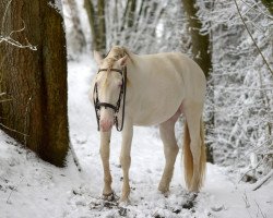 dressage horse Batuto II (Lusitano, 2008)