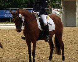 broodmare Lavenia 7 (German Riding Pony, 2005, from Pilgrim’s Red)