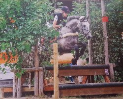 eventing horse Mustang 93 (polish noble half-breed, 2007)