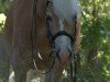 dressage horse Nordwind (6,39% ox) (Edelbluthaflinger, 2010, from Noville-M (0,293% ox))