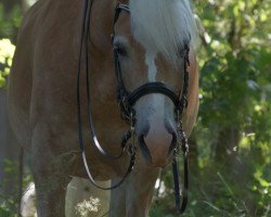 dressage horse Nordwind (6,39% ox) (Edelbluthaflinger, 2010, from Noville-M (0,293% ox))