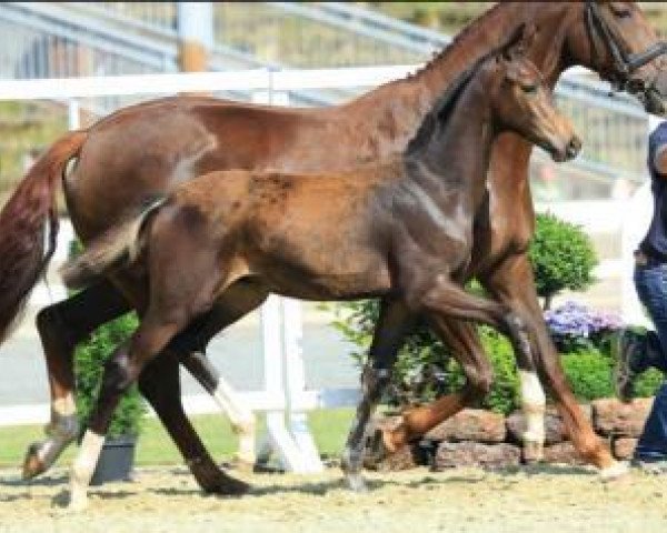 dressage horse Florieu (Oldenburg, 2015, from Florenz 71)