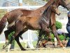 dressage horse Florieu (Oldenburg, 2015, from Florenz 71)