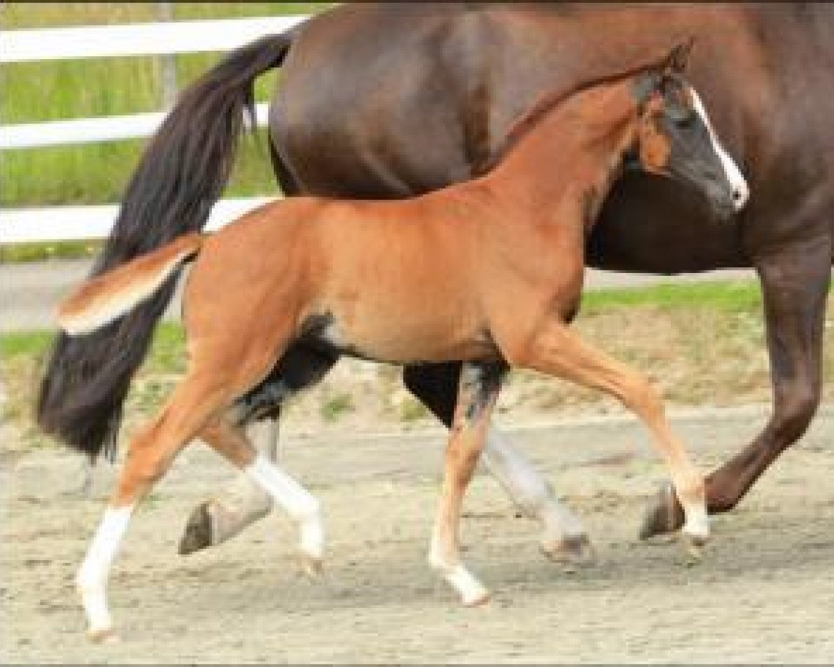 dressage horse Friderikeneiche (Oldenburg, 2015, from Foundation 2)