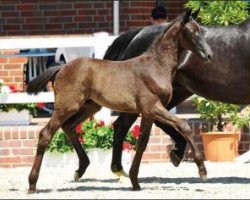 dressage horse Friedrich Wilhelm I (Oldenburg, 2015, from Fürst Wilhelm)