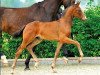 dressage horse Francetto (Oldenburg, 2015, from Franziskus FRH)