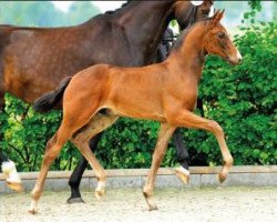 dressage horse Francetto (Oldenburg, 2015, from Franziskus FRH)