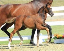 dressage horse Benedetto (Oldenburg, 2015, from Callaho's Benicio)