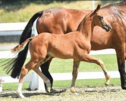 Dressurpferd Di Santo (Oldenburger, 2015, von Diamond Hit)