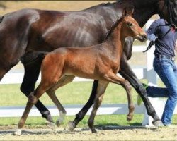 dressage horse Doc Holiday (Oldenburg, 2015, from De Niro)