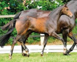 dressage horse Féas (Oldenburg, 2015, from Fürsten-Look)