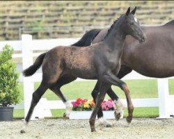 broodmare Dame Vienna (Oldenburg, 2015, from Dante Weltino Old)