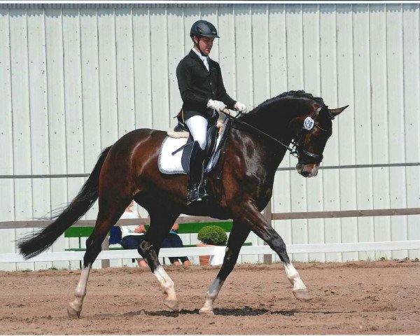 dressage horse Dalissimo (Hanoverian, 2009, from Diamond Hit)