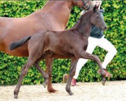 dressage horse Deutschmeisterin (Oldenburg, 2015, from Dante Weltino Old)