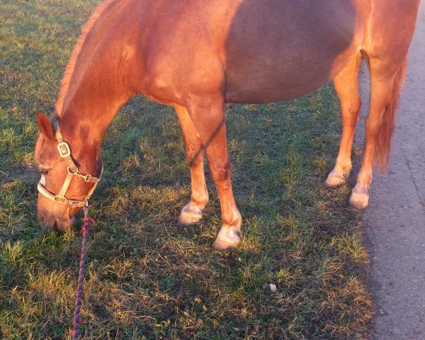 broodmare Ferri (German Riding Pony, 1993)