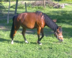 dressage horse Fabjenne (Deutsches Reitpony, 2003, from King Bjuti)