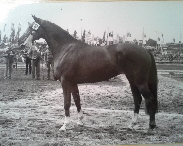 broodmare Fliederbluete (Oldenburg, 1980, from Furioso II)