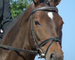 broodmare Fojana (Hanoverian, 2002, from Fürst Heinrich)