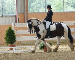 dressage horse Sullivan Splash (unknown, 2007, from Bob The Blagdon)