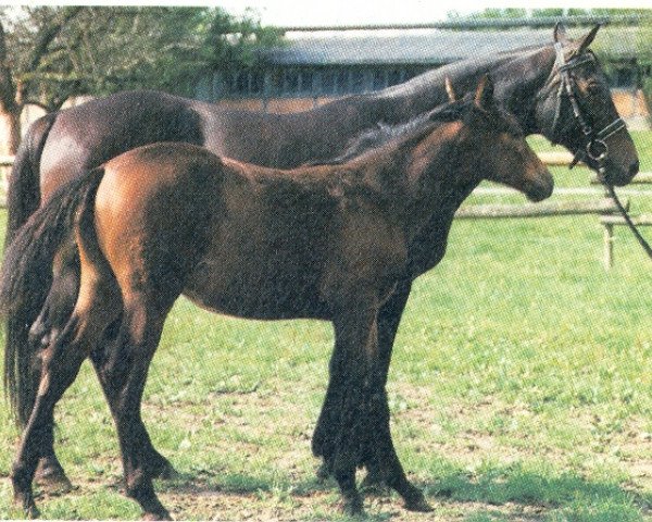 broodmare Rebeca (Württemberger, 1984, from Romanow)