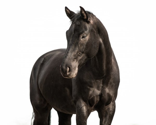 dressage horse Fürstenglück (Oldenburg, 2015, from Fürsten-Look)