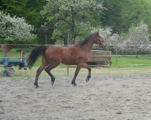 broodmare Samona (Württemberger, 2004, from Samos)