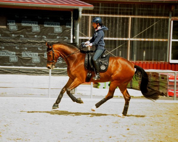 dressage horse Diamond Dream 21 (Westphalian, 2011, from Dagostini)