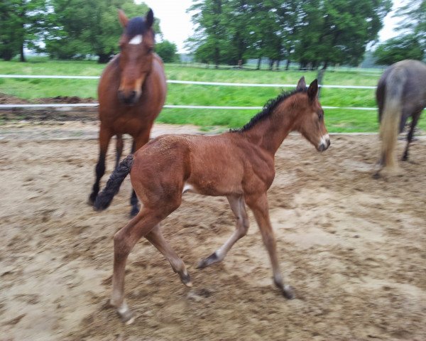 jumper Leonidas (Brandenburg, 2013, from Lemwerder)