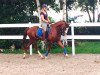 jumper Mentalist (German Riding Pony, 2009, from Manchester)