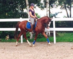 jumper Mentalist (German Riding Pony, 2009, from Manchester)