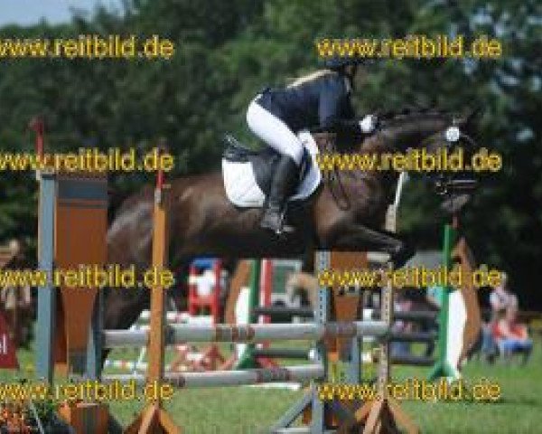 dressage horse Bocelli Aventurin (Pinto / Hunter, 2009)