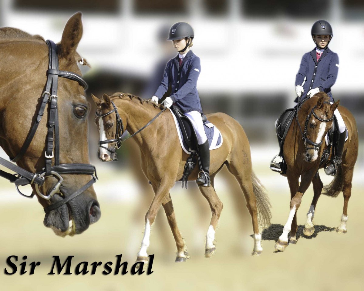 dressage horse Sir Marshal (German Riding Pony, 1994, from Marsvogel xx)