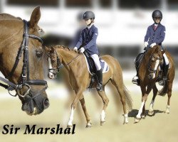 dressage horse Sir Marshal (German Riding Pony, 1994, from Marsvogel xx)