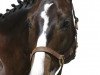 dressage horse Rodrigo de Ronya (Hanoverian, 2000, from Rotspon)