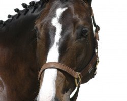 dressage horse Rodrigo de Ronya (Hanoverian, 2000, from Rotspon)