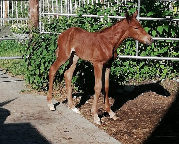 dressage horse Devaria (Hanoverian, 2019, from Dimagico)