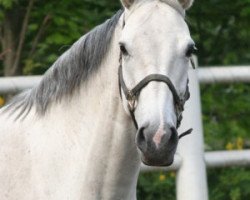 broodmare Ferrera (Hanoverian, 1998, from Fabriano)