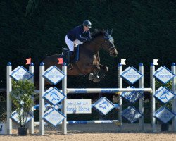 jumper Armani (KWPN (Royal Dutch Sporthorse), 2005, from Larino)