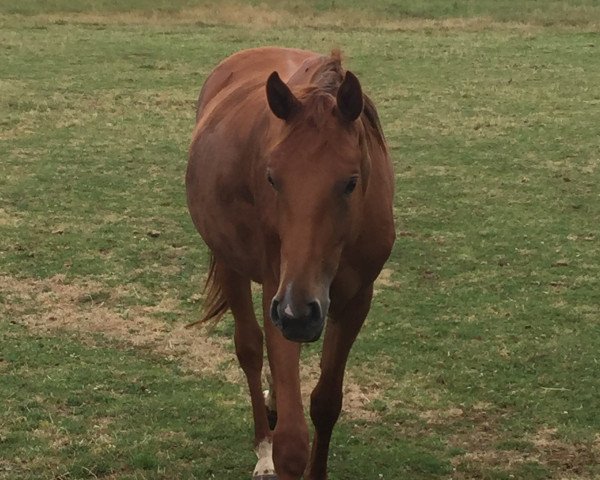 broodmare Fine L (Oldenburg show jumper, 2013, from Flipper d'Elle)