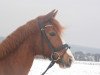 dressage horse Bordeaux Delight R (German Riding Pony, 2004, from Baunely's Dipper)