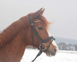 dressage horse Bordeaux Delight R (German Riding Pony, 2004, from Baunely's Dipper)