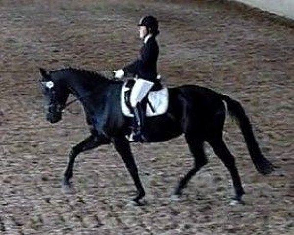 dressage horse Poesie 131 (Bavarian, 2005, from Del Mondo)