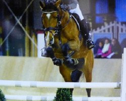 broodmare Takashi (KWPN (Royal Dutch Sporthorse), 2006, from Timeless)