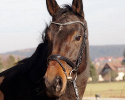 broodmare Coco Chanel RPZ (Bavarian, 2010, from Desperados FRH)