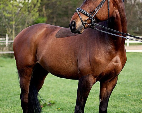 dressage horse Merkur 176 (German Sport Horse, 2003, from Manhattan)