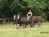 Pferd Erlensee Crusader (Welsh Mountain Pony (Sek.A), 2000, von Roman Carolus)