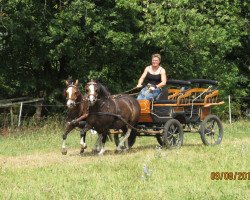 Pferd Erlensee Crusader (Welsh Mountain Pony (Sek.A), 2000, von Roman Carolus)