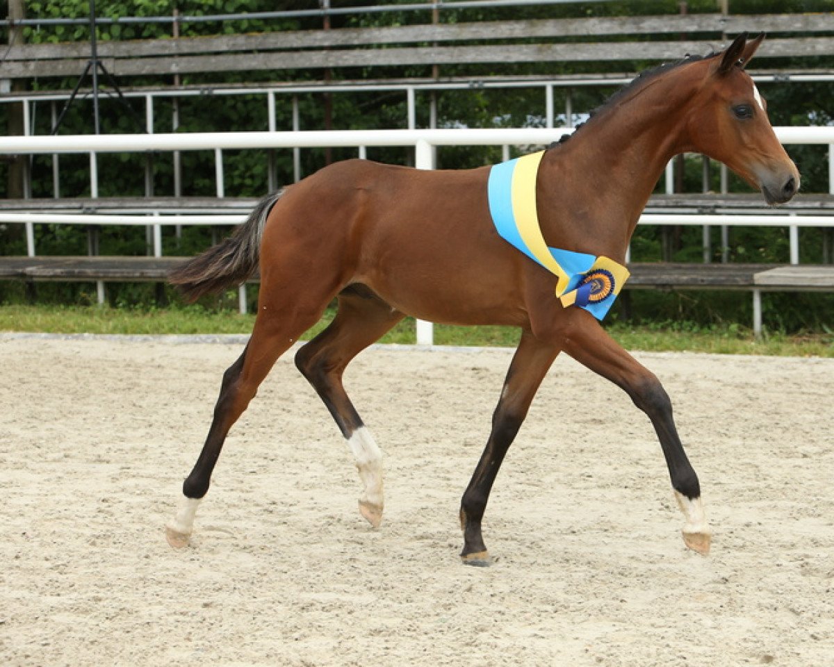 Dressurpferd Bonjour (Deutsches Sportpferd, 2021, von Bohemian)